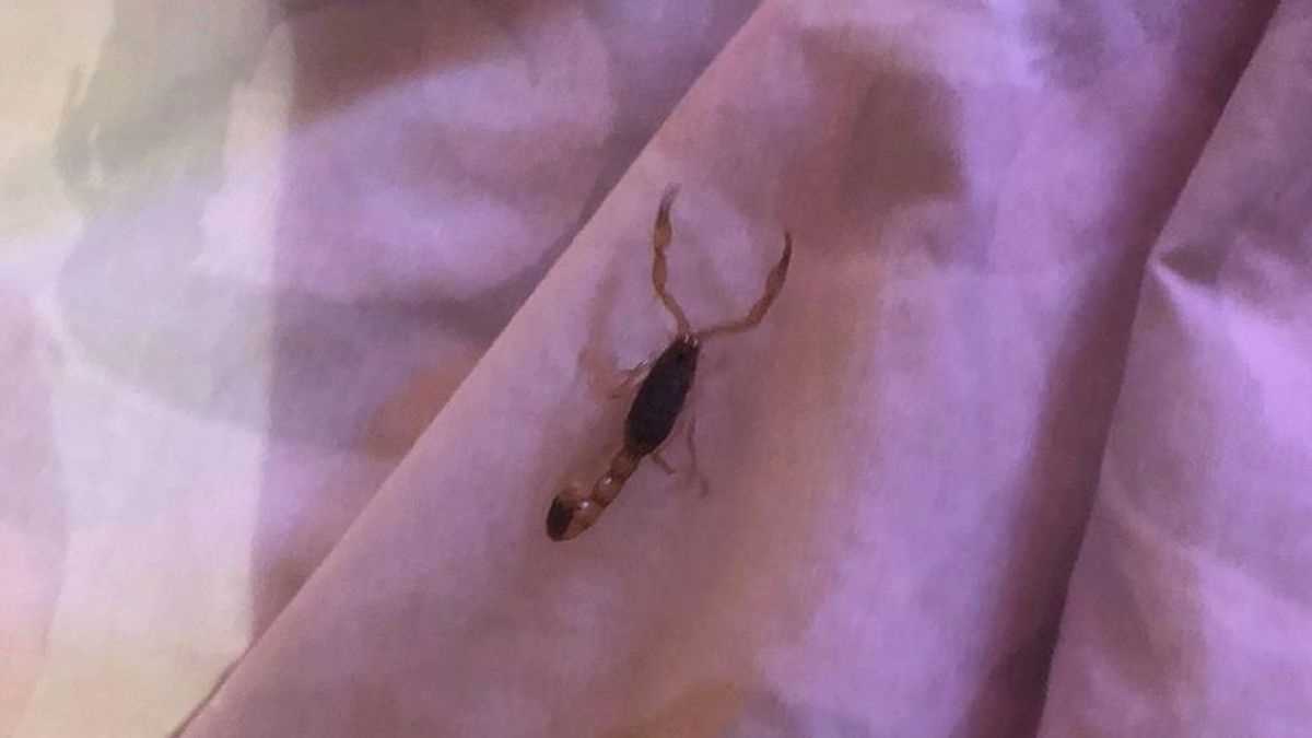 Le pica un escorpión escondido en un bolso que había comprado por internet en China Le pica un escorpión escondido en un bolso que había comprado por internet en China