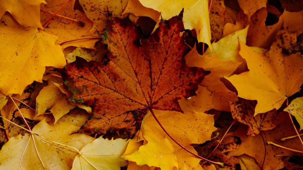 yermo Repetido pétalo Por qué cambian de color las hojas en otoño - NIUS