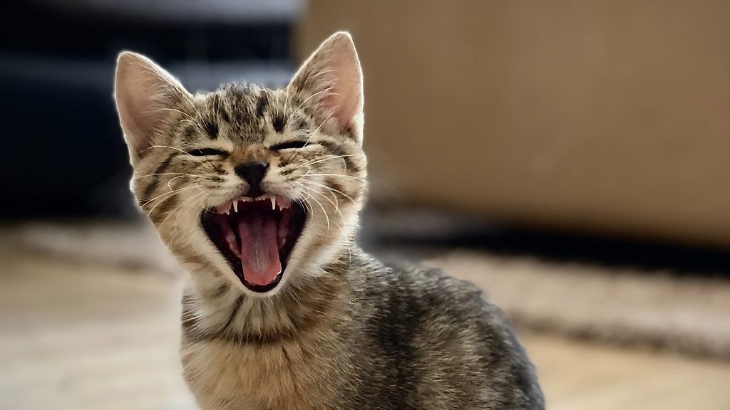 Disciplina, un arenero y buenas palabras: enseñar a tu gato a hacer sus necesidades no es complicado