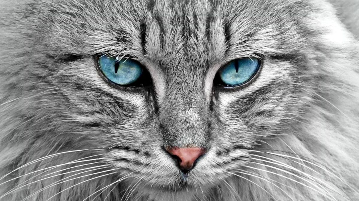 El gato con gotas: aprendiendo de los veterinarios en la lucha contra la covid-19 El gato con gotas: aprendiendo de los veterinarios en la lucha contra la covid-19