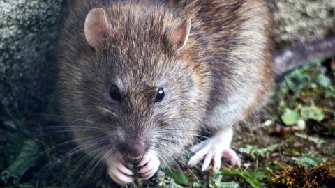 Descubren una rata gigante en drenaje de México y se hace viral en redes