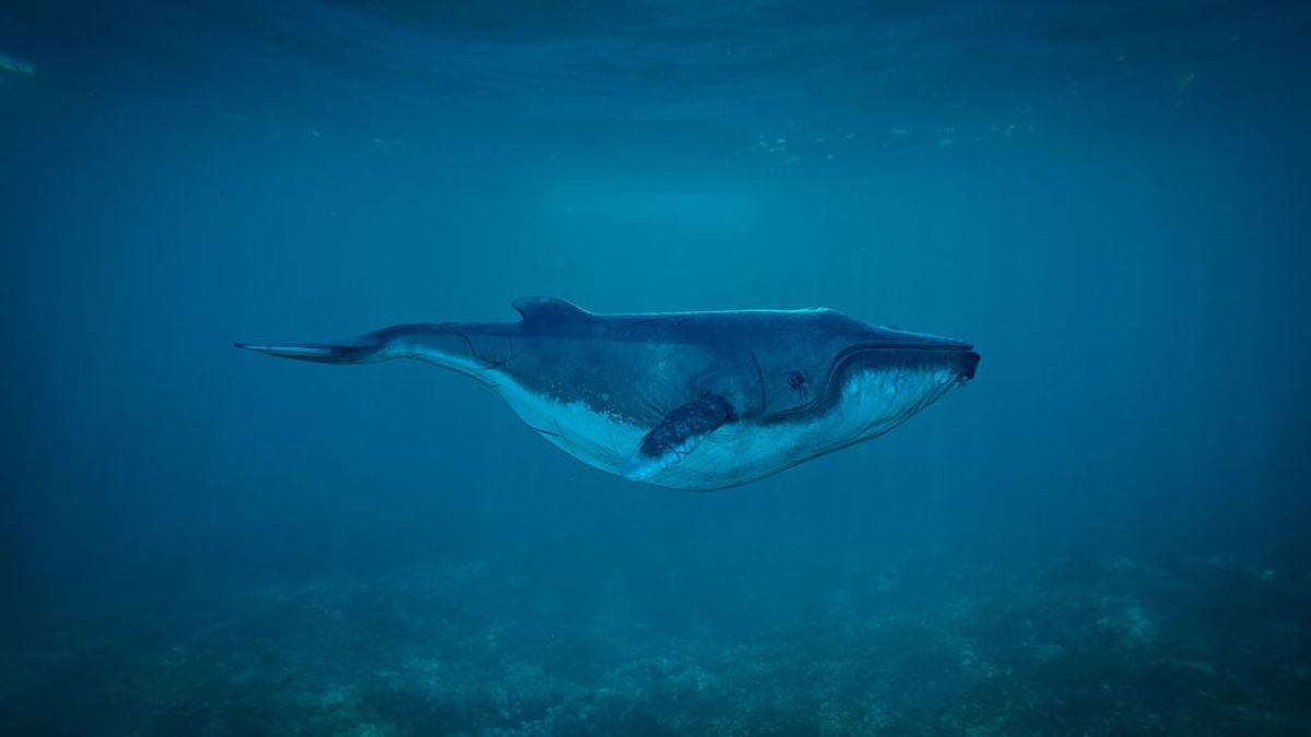 Una ballena de Cuvier rompe récords con una inmersión de casi cuatro horas