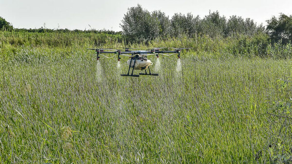Así actúan los drones  que fumigan los mosquitos que transmiten el virus del Nilo