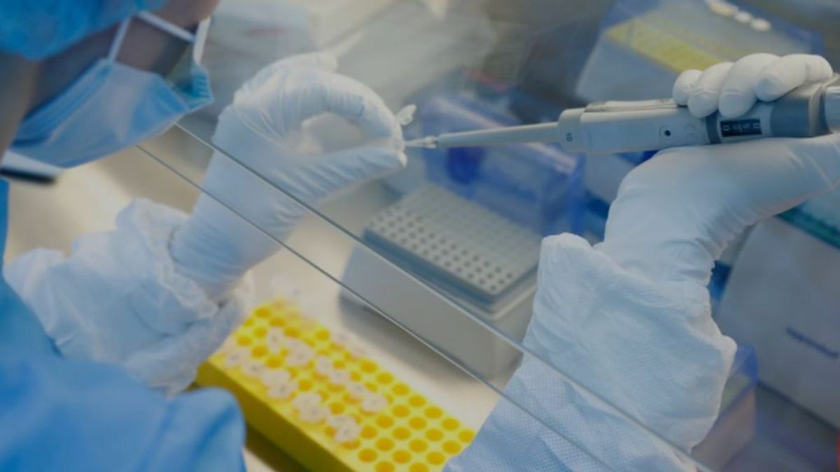 Alemania prueba con éxito en hamsters anticuerpos preventivos contra el coronavirus