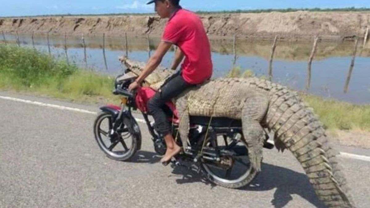 Dos jóvenes roban un cocodrilo y le dan una vuelta en moto en Sinaloa