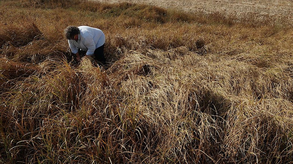 Antonio Gandano segando `pasto´ para elaborar sus cubiertas