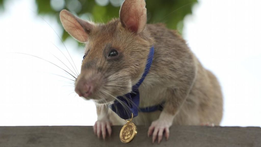 La rata Magawa recibe una medalla de oro por su valentía como detectora de bombas en Camboya