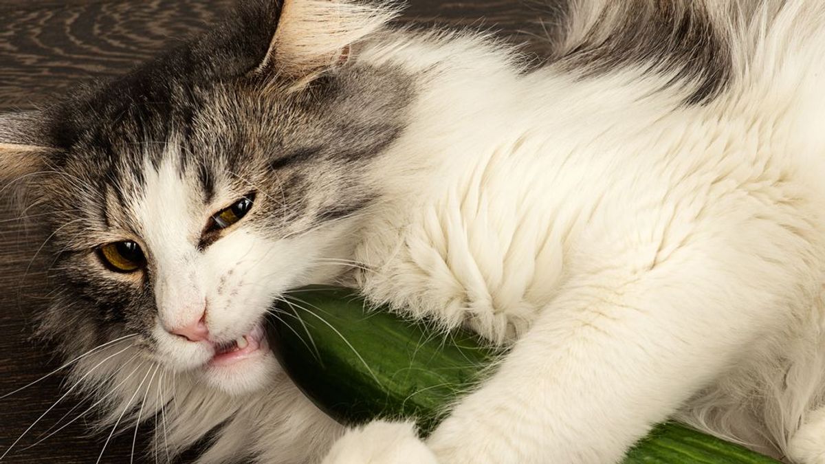Los expertos responden: ¿Temen los gatos realmente a los pepinos?