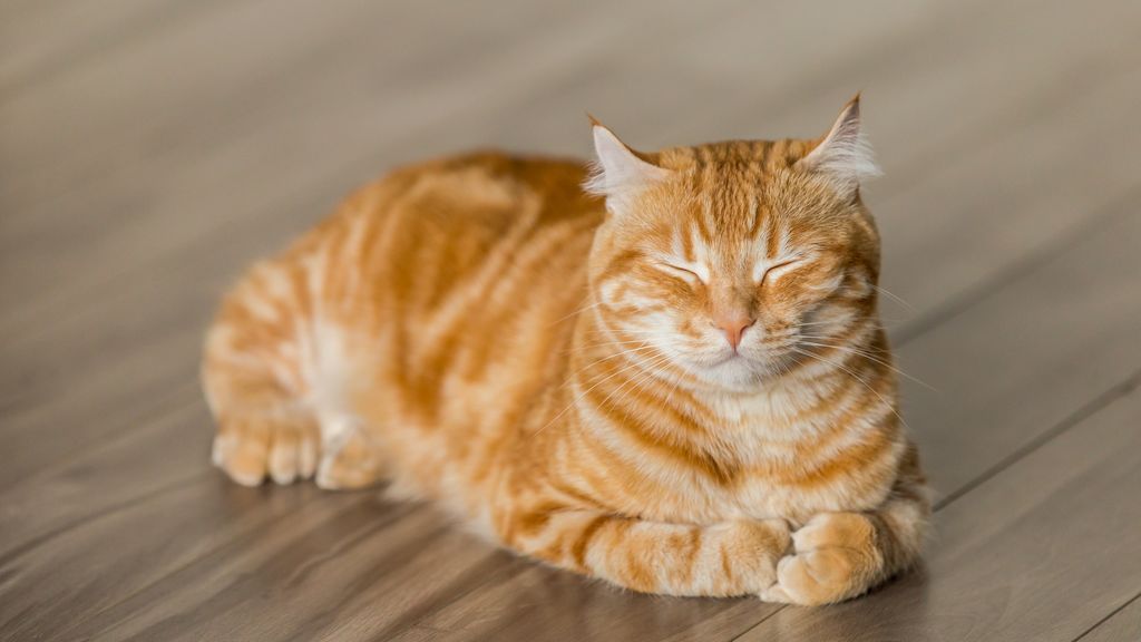 Amor gatuno, humano feliz: razas felinas que son muy cariñosas con sus dueños