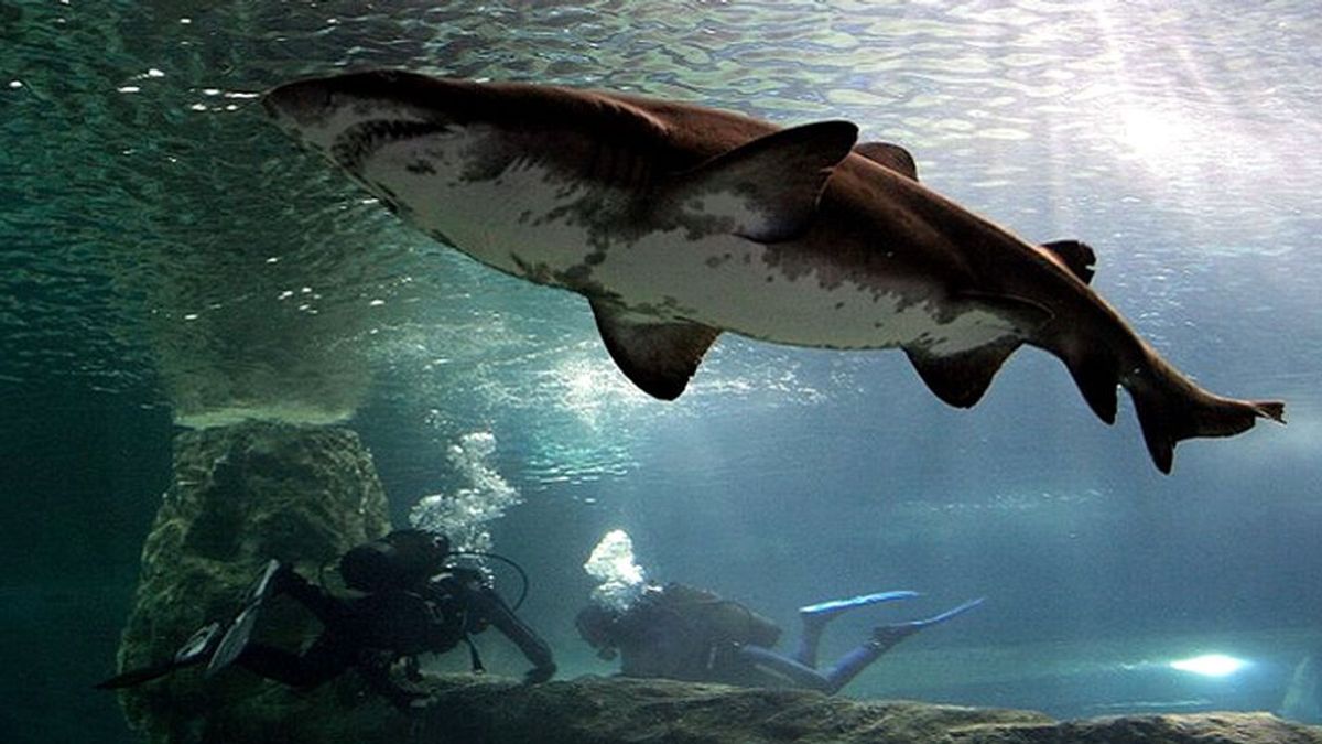 Una mujer embarazada salva a su marido del ataque de un tiburón
