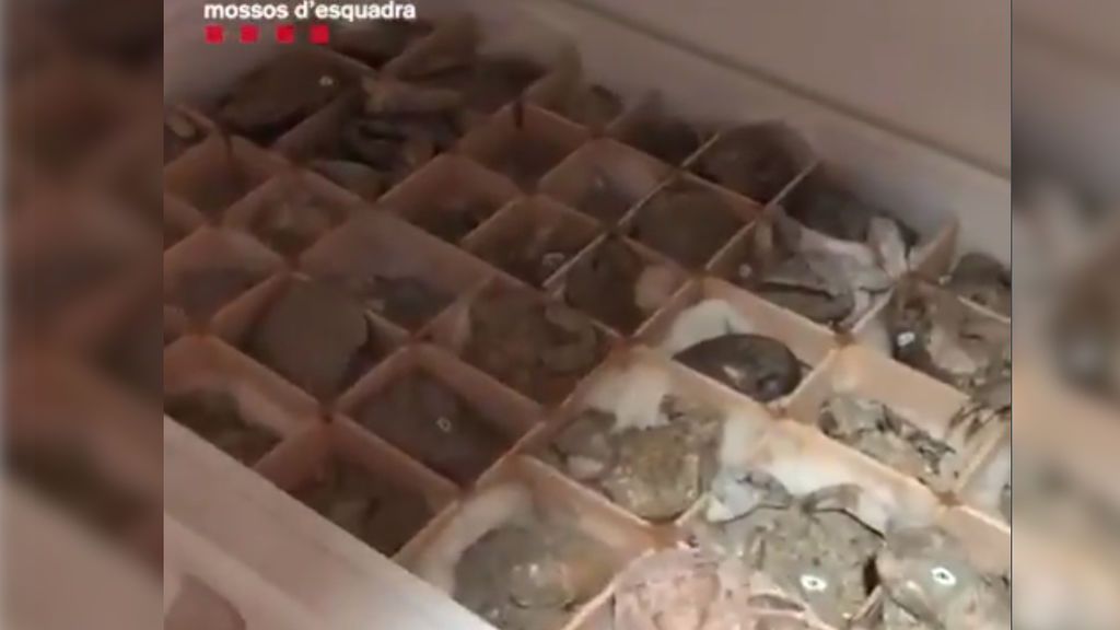 Cazado el "ladrón de fósiles" que llevaba 25 años acumulando restos valorados en 140.000 euros Cazado el "ladrón de fósiles" que llevaba 25 años acumulando restos valorados en 140.000 euros