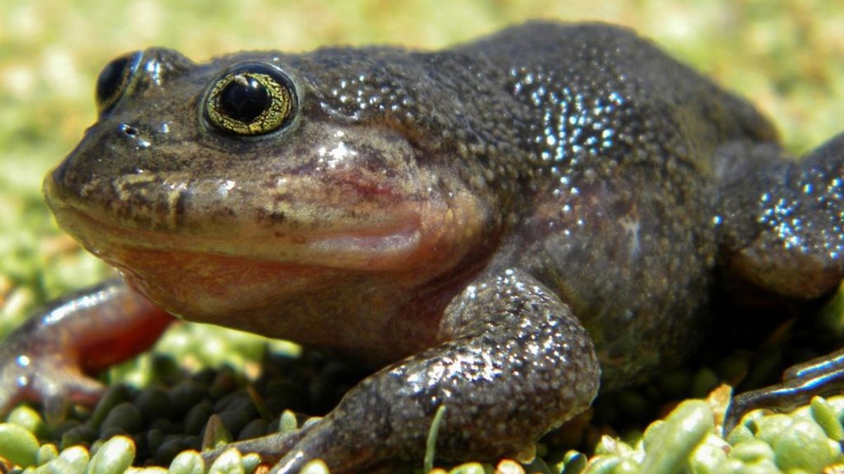 Reaparece en Chile una especie de rana extinguida desde hace más de 80 años
