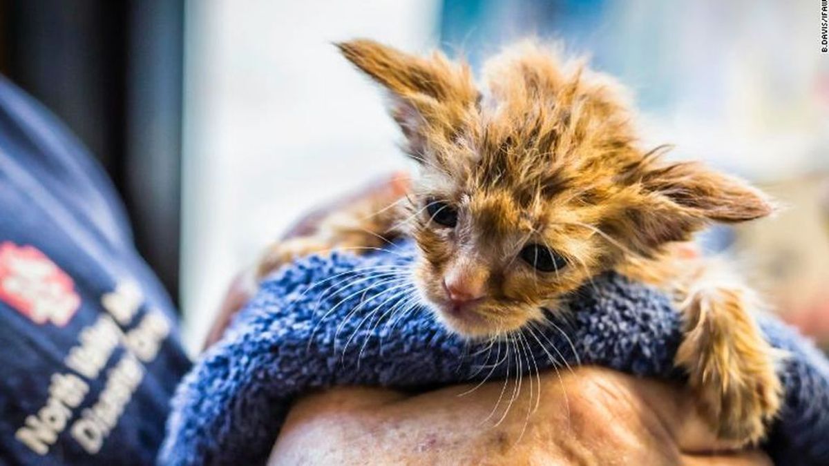 Rescatan a una gata idéntica a Baby Yoda en los incendios forestales de California