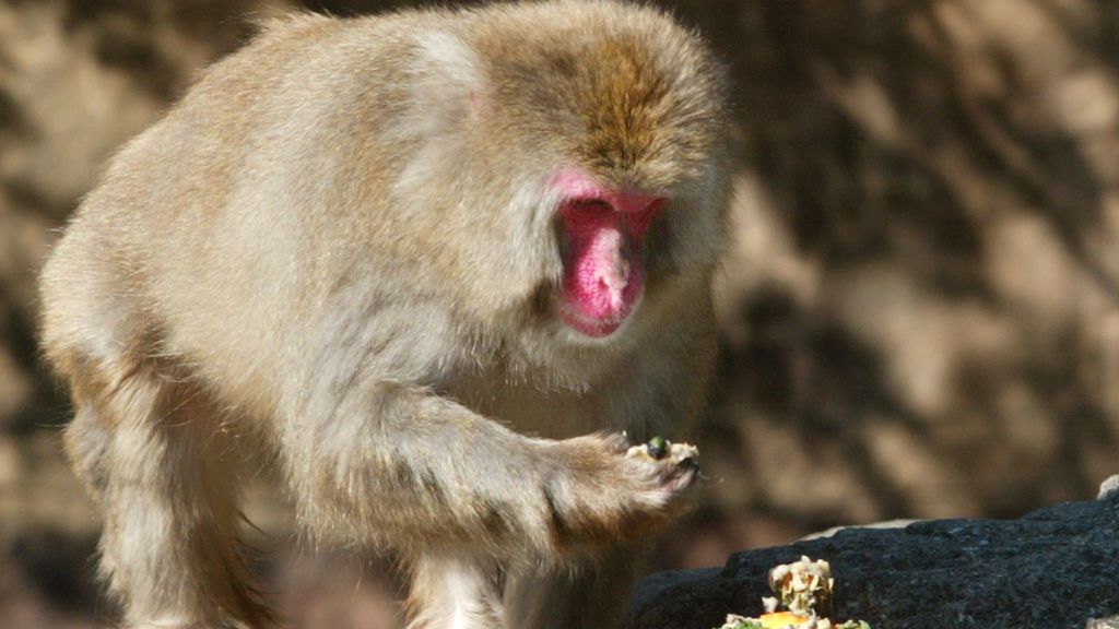 Gallos, chimpancés, hurones, iguanas: los neoyorquinos denuncian las mascotas prohibidas de sus vecinos