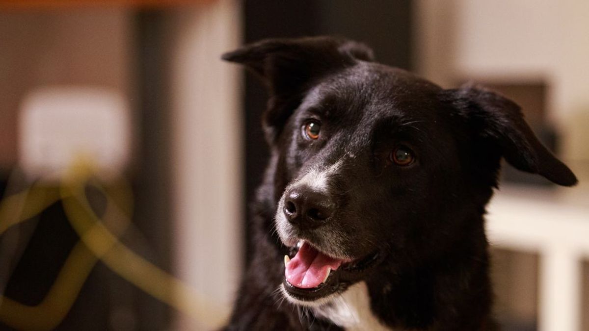 Adoptar un perro sin raza, una práctica llena de ventajas desconocidas