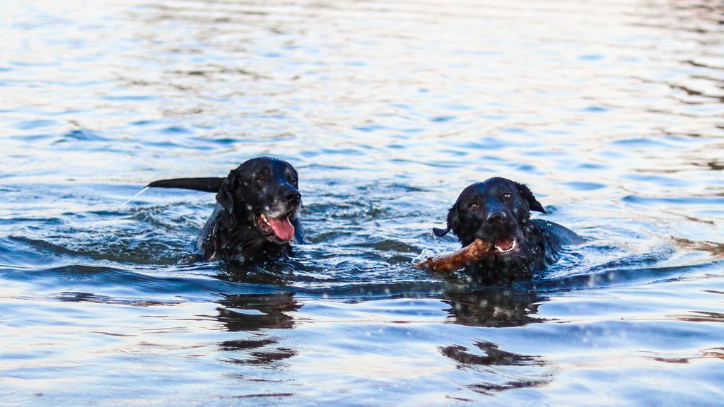 Adiós a los mitos: qué hay de cierto en la creencia de que los perros saben nadar por instinto