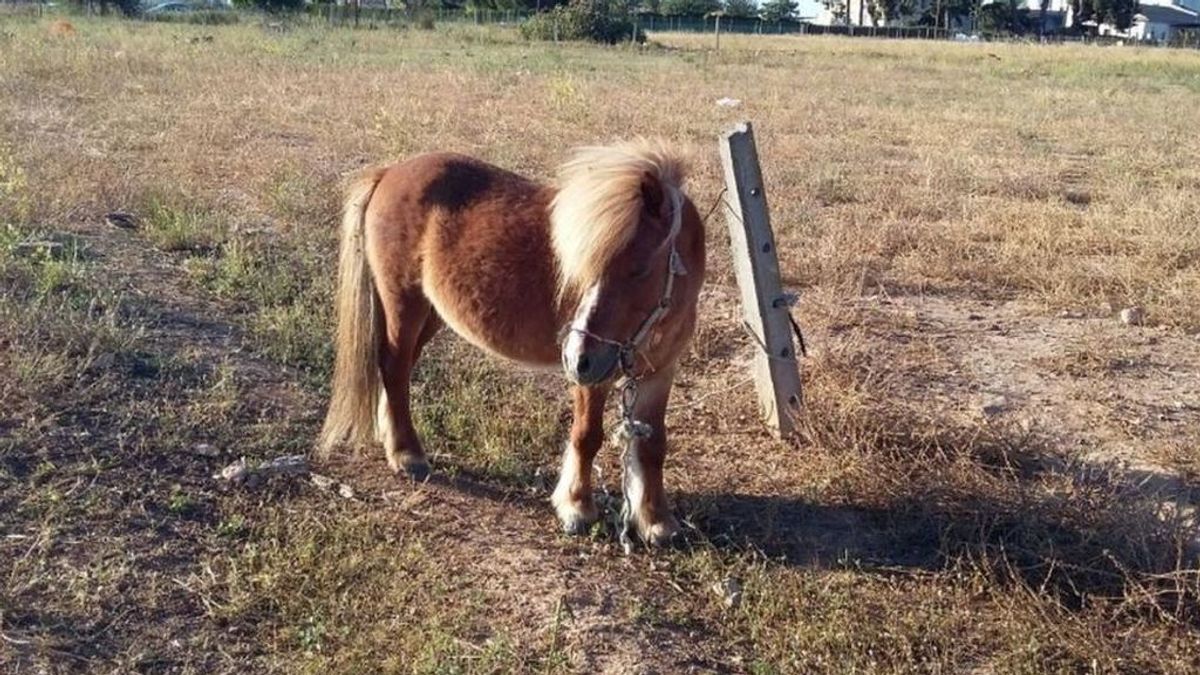 Detenido un hombre que fue sorprendido violando ebrio a un poni en Murcia