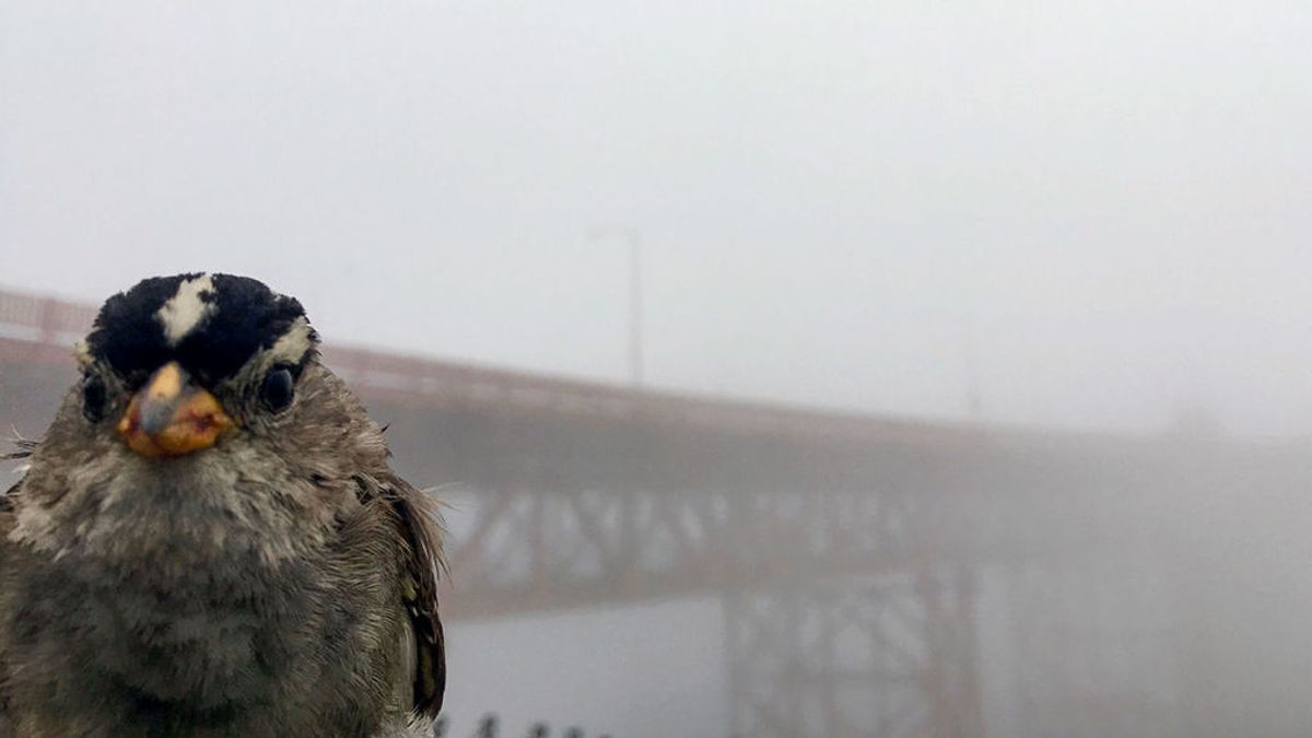 Un estudio afirma que los pájaros han mejorado su canto tras el confinamiento por la covid-19 Un estudio afirma que los pájaros han mejorado su canto tras el confinamiento por la covid-19