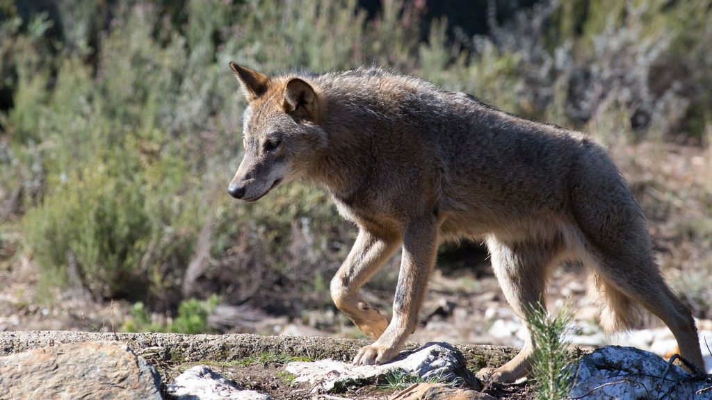 Investigado un vecino de Abelgas de Luna por el maltrato y muerte de un cachorro de lobo ibérico Investigado un vecino de Abelgas de Luna por el maltrato y muerte de un cachorro de lobo ibérico