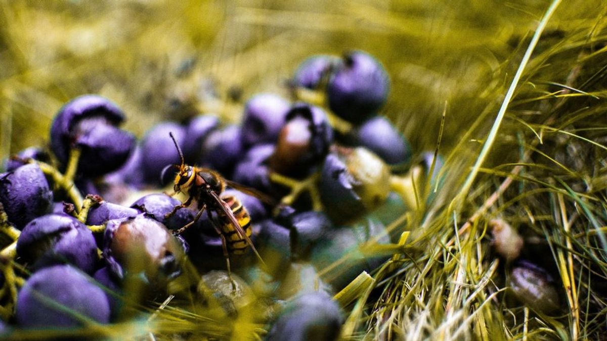 Avispas y vino: la importancia de este insecto en la cosecha