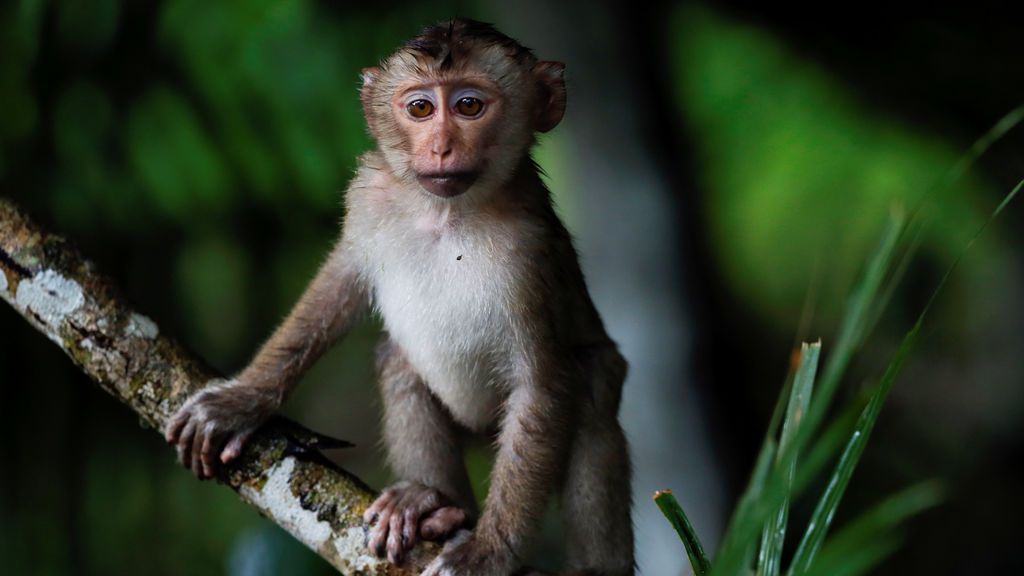 Un macaco en un árbol en el parque nacional de Khao Yai en Tailandia