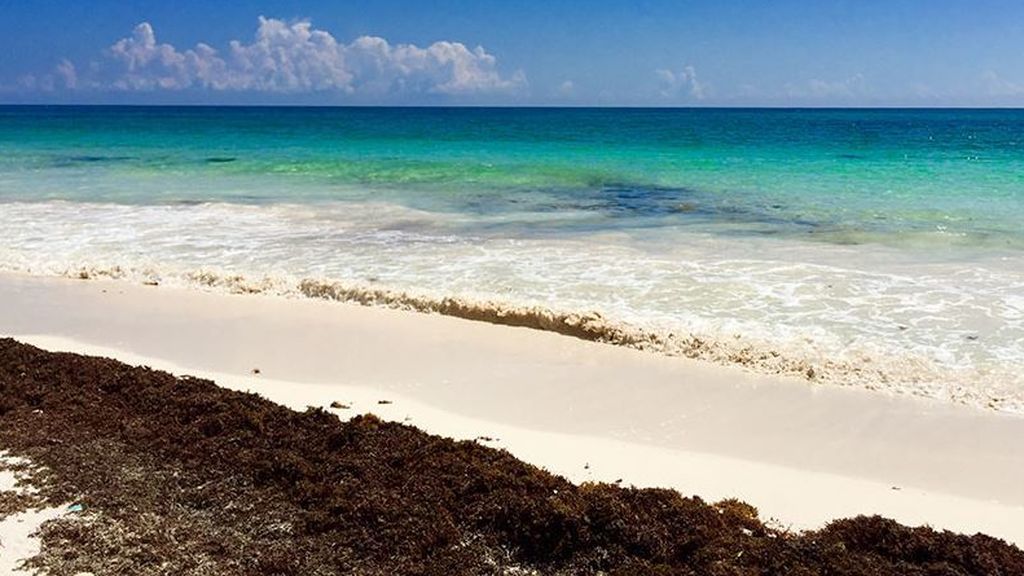 Una agencia de viajes tendrá que indemnizar a una familia que no pudo disfrutar de la playa al tener algas Una agencia de viajes tendrá que indemnizar a una familia que no pudo disfrutar de la playa al tener algas