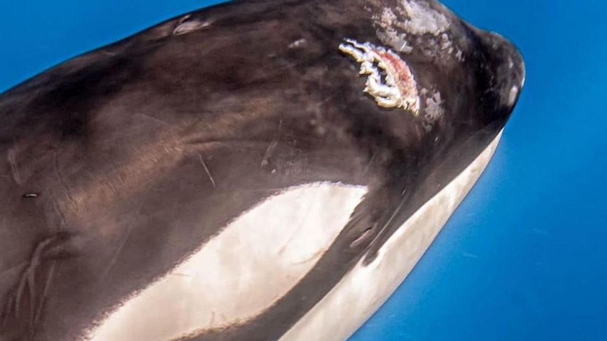 Los golpes y arponazos a las orcas habrían provocado sus embestidas a veleros:  tienen una gran memoria