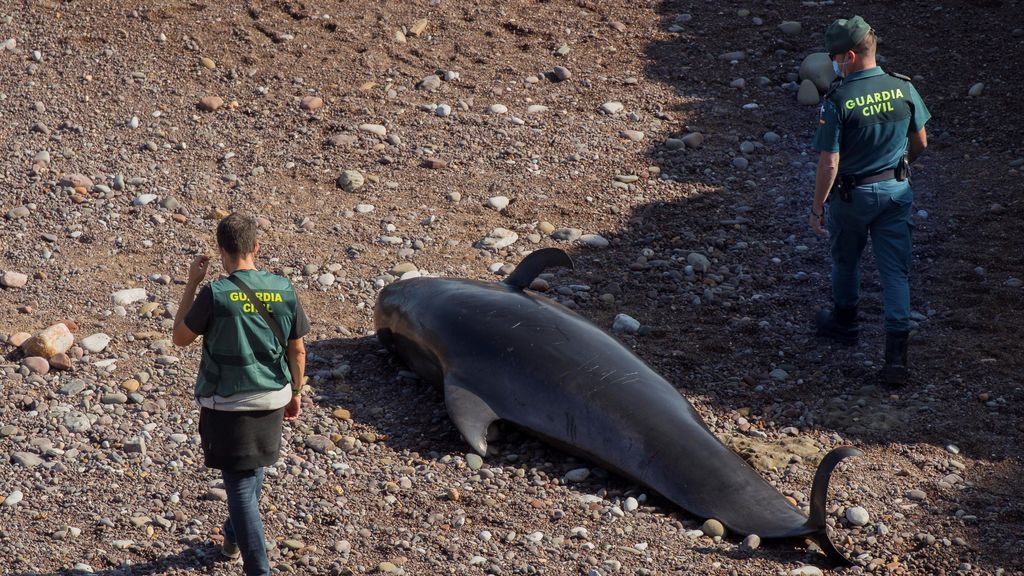 Nueve ballenas mueren en una playa de Asturias
