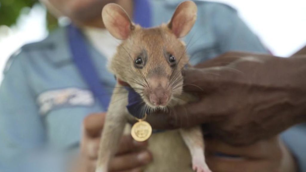 Magawa, la rata gigante que ha salvado miles de vidas: detecta minas terrestres sin detonar