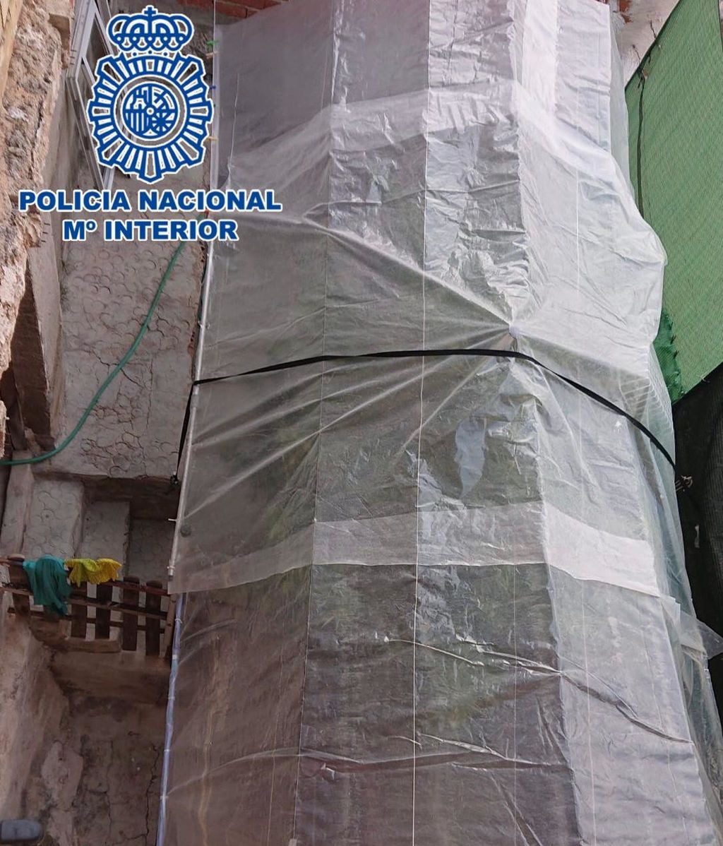 Árbol marihuana