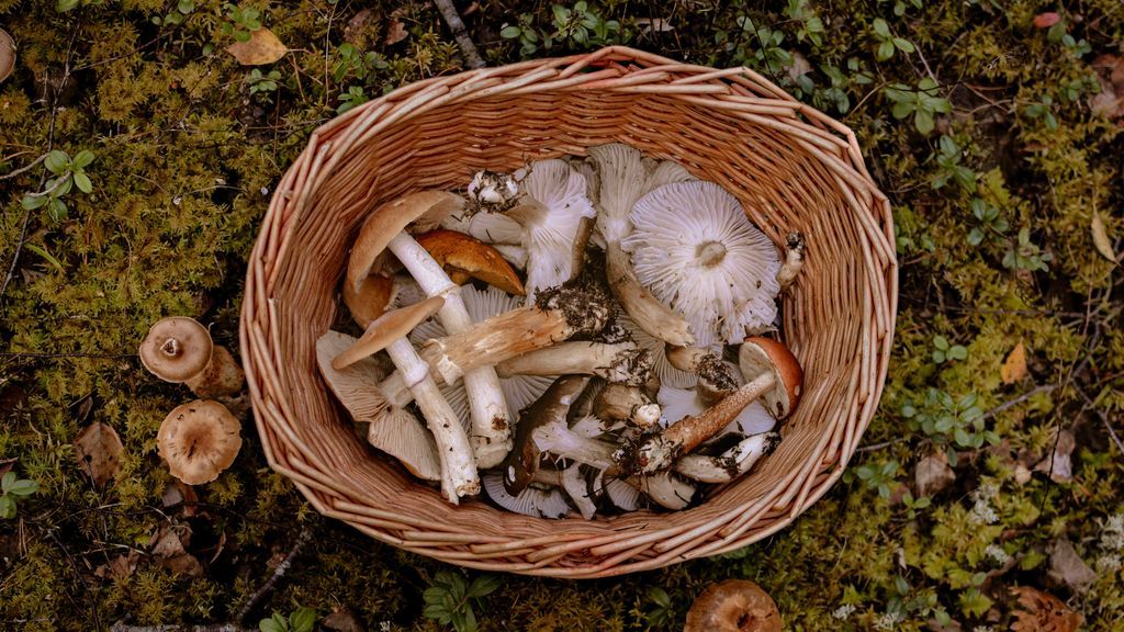 Las setas son más abundantes durante los meses de septiembre a noviembre. Las setas son más abundantes durante los meses de septiembre a noviembre.
