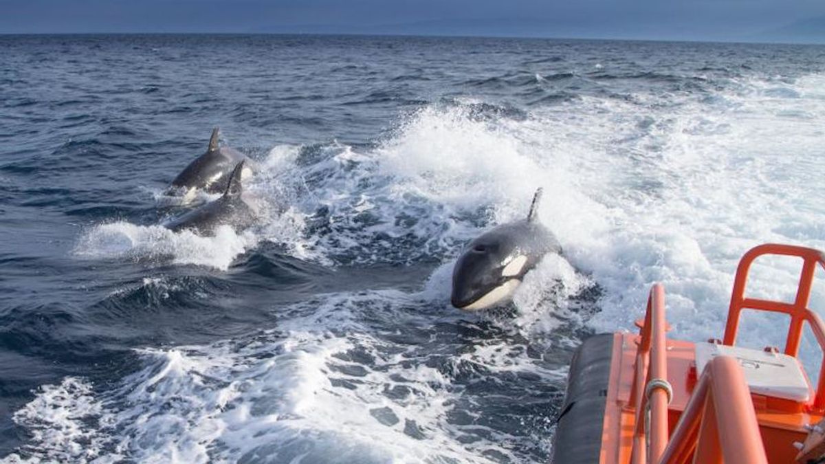Se amplía el radio de restricciones a la navegación en Galicia porque persisten los ataques de orcas Se amplía el radio de restricciones a la navegación en Galicia porque persisten los ataques de orcas