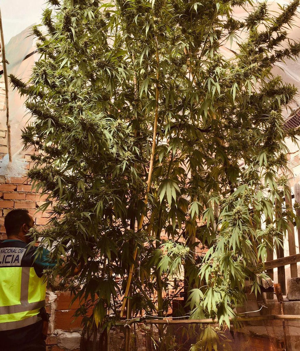 Árbol Marihuana