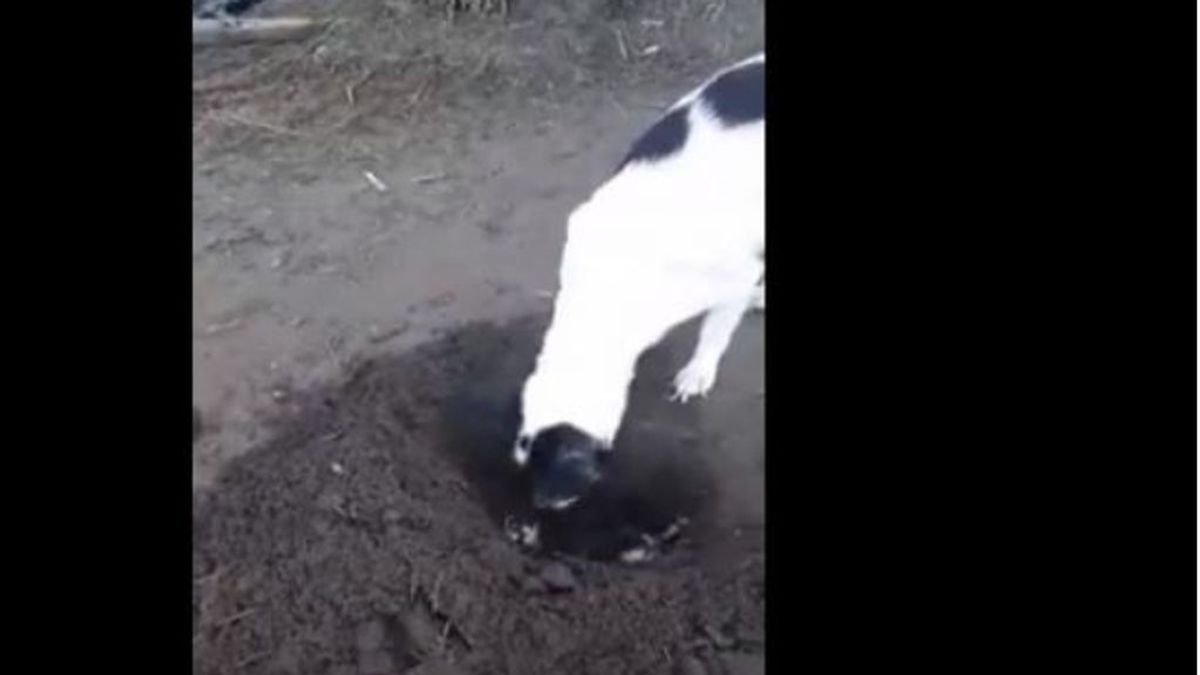 La sorprendente perra Bettie: cava una tumba para enterrar a su cachorro después de tratar de revivirlo