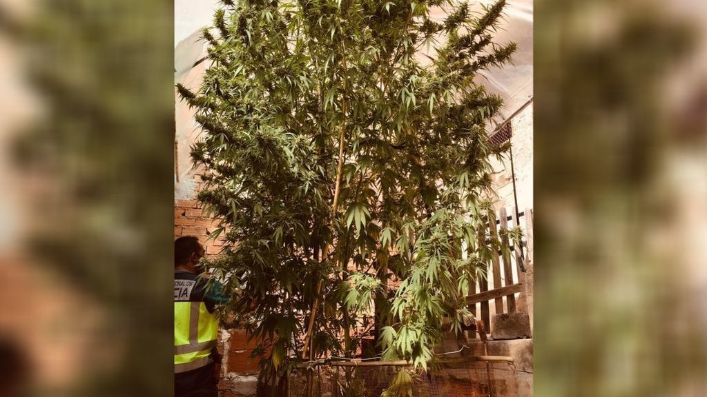 La policía de Murcia requisa un gigantesco árbol de marihuana de 5 metros y 20 kilos de cogollos La policía de Murcia requisa un gigantesco árbol de marihuana de 5 metros y 20 kilos de cogollos
