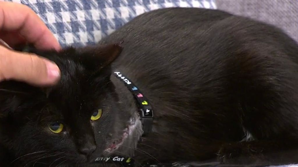 Jonás necesita un nuevo hogar tras perder una pata a consecuencia de un disparo