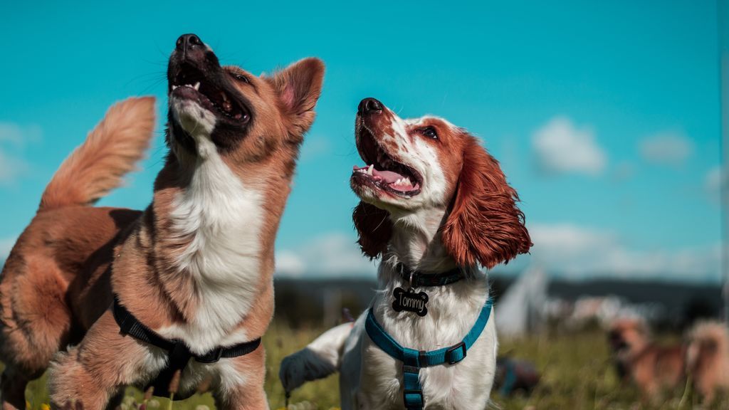 Las razas de perro más inteligentes, clasificadas del uno al diez