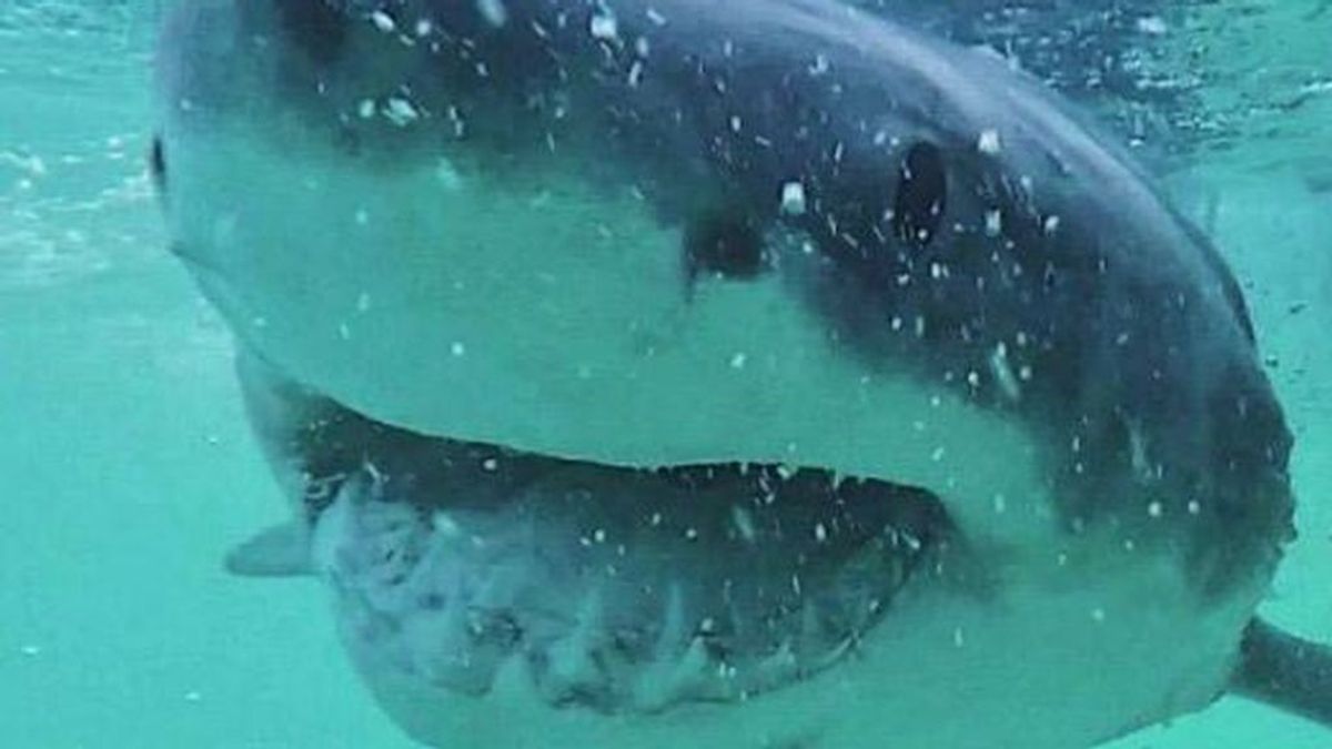 Alertan de que tiburones pueden ser víctimas masivas de la COVID-19 Alertan de que tiburones pueden ser víctimas masivas de la COVID-19
