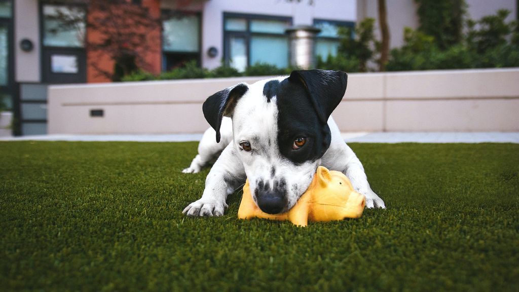 La importancia de los tres primeros meses: jugar con tu cachorro es fundamental para su desarrollo