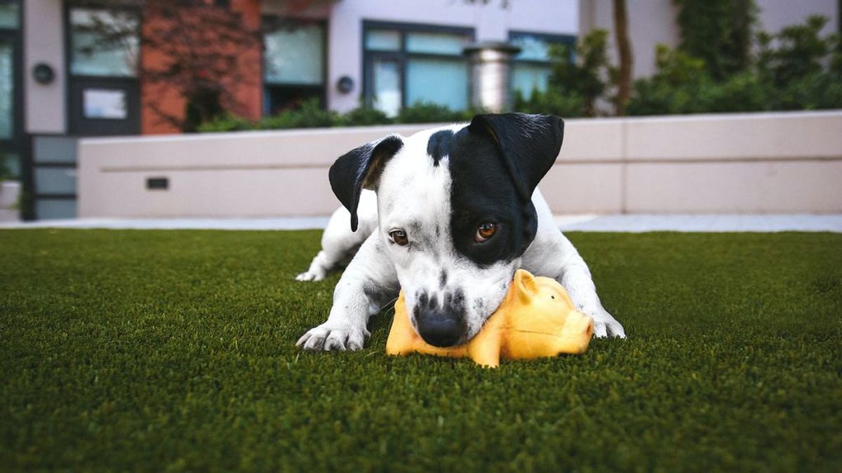 La importancia de los tres primeros meses: jugar con tu cachorro es fundamental para su desarrollo