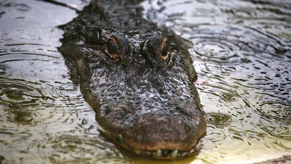 Un aligátor de 4 metros arrastra a una lancha de pescadores "como si tuviera un motor" antes de ser cazado