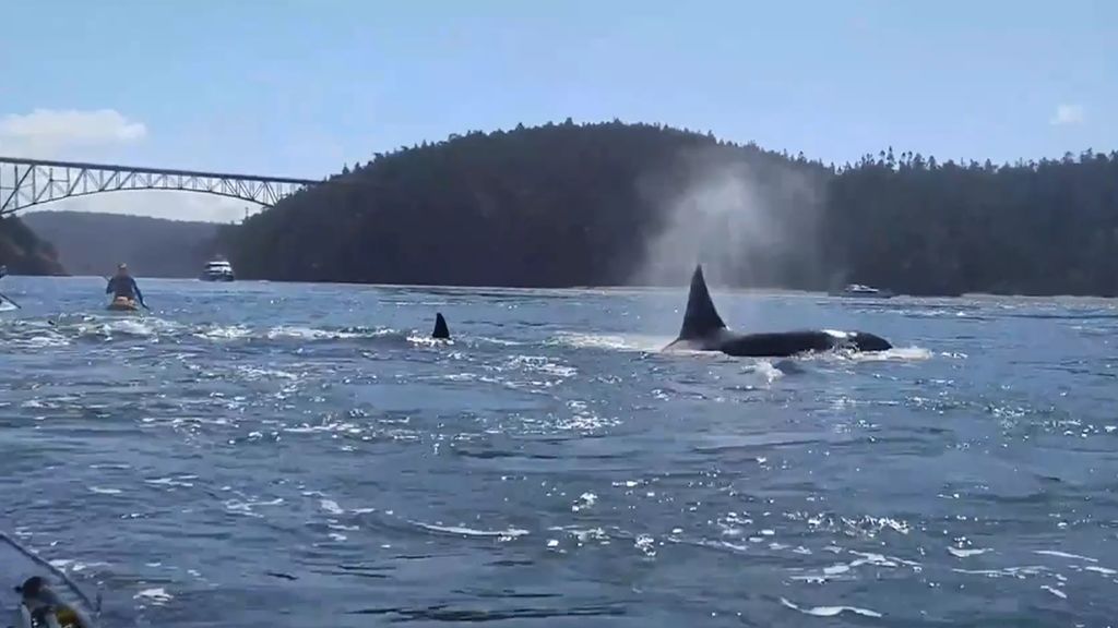 El ataque de orcas en Galicia