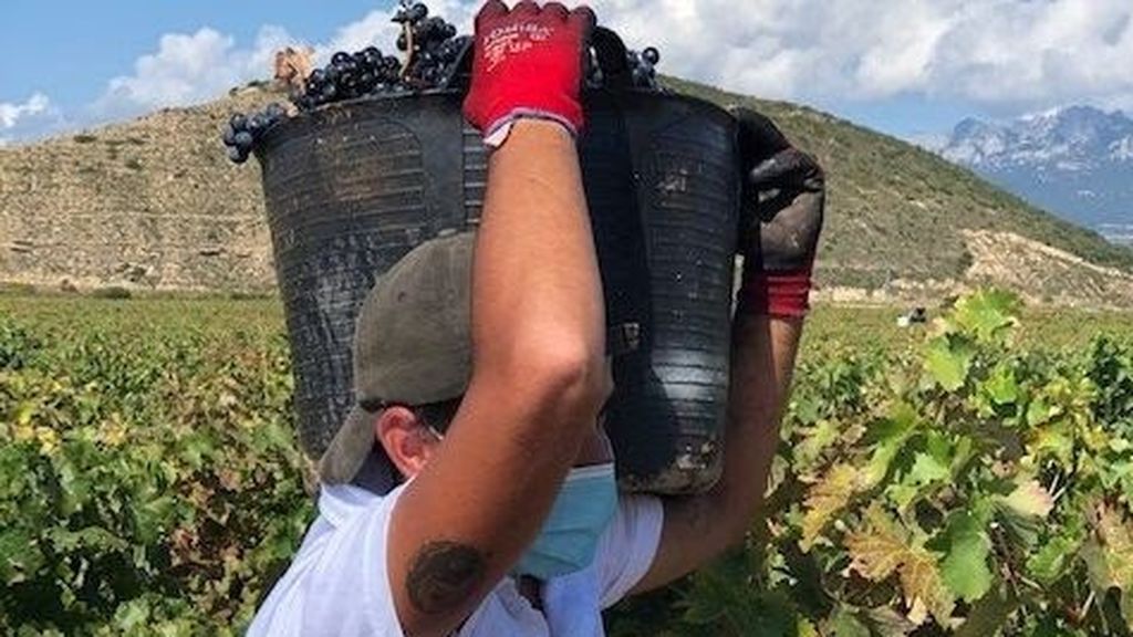 Surge un brote de Covid-19 en Jaén por temporeros recién llegados de la vendimia francesa Surge un brote de Covid-19 en Jaén por temporeros recién llegados de la vendimia francesa