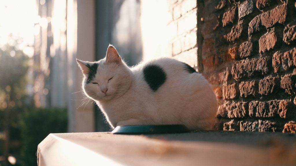 Los egipcios tienen mucho que ver: por qué se dice que los gatos tienen 7 vidas