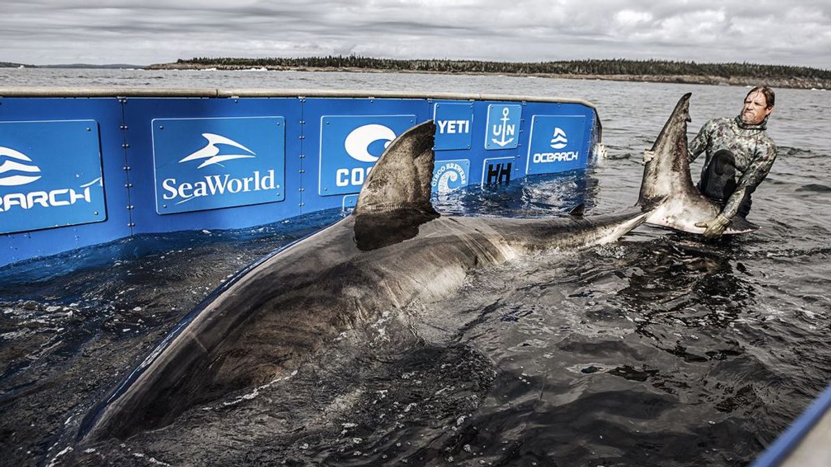 La matriarca del océano: encuentran un tiburón blanco de 5 metros y 1.600 kilos