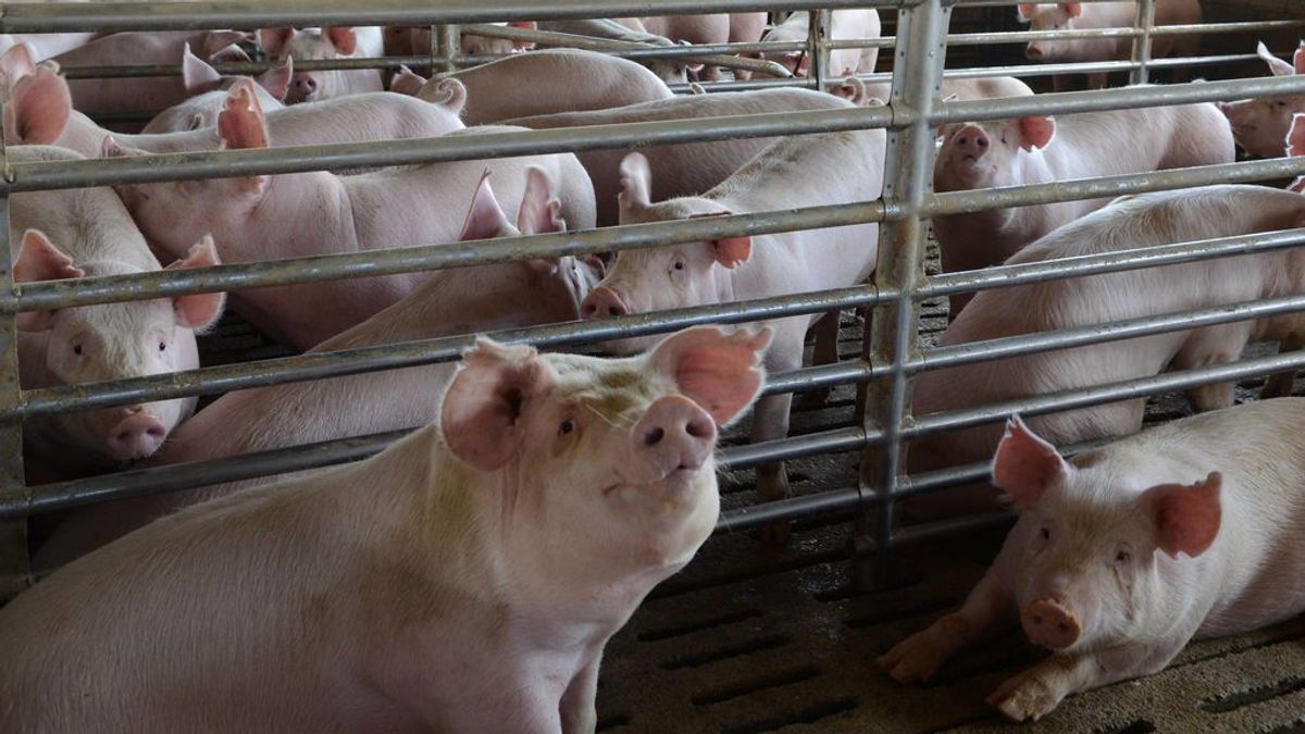 El Ministerio de Consumo quiere videovigilar mataderos "por el bienestar animal y la seguridad alimentaria" El Ministerio de Consumo quiere videovigilar mataderos "por el bienestar animal y la seguridad alimentaria"