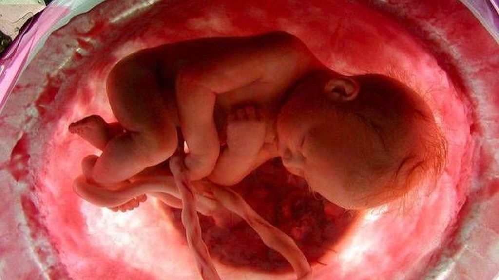 La placenta conectará al bebé con la madre y le proveerá de los nutrientes suficientes.