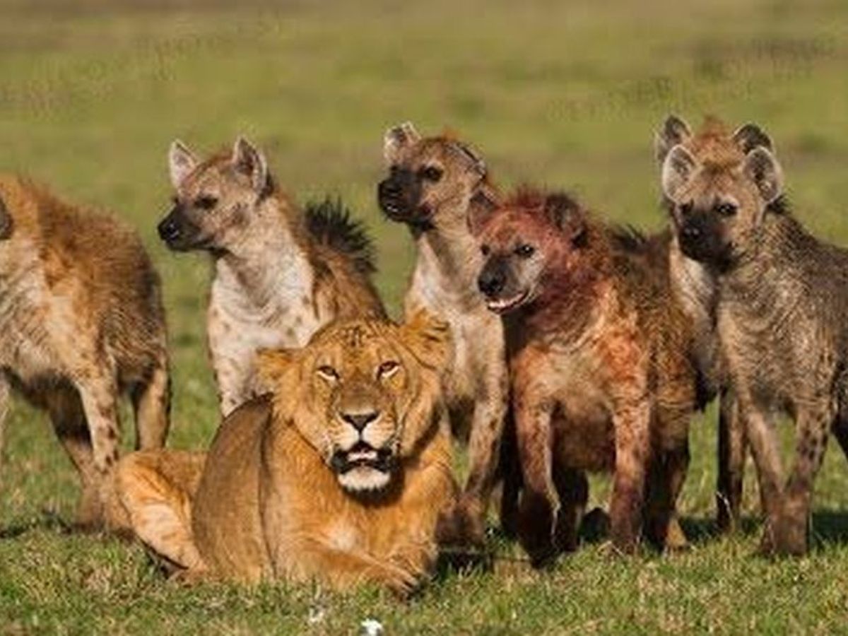 Desentrañan la compleja relación entre hienas y leones - Telecinco