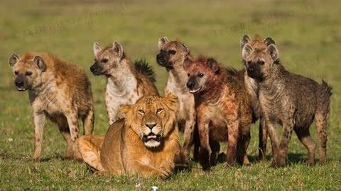 Desentrañan la compleja relación entre hienas y leones - Telecinco