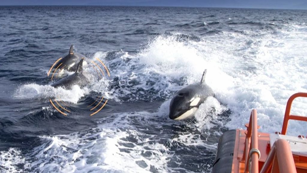 Hallan pistas del comportamiento de 'las Gladis', las orcas que atacan los veleros en la costa gallega
